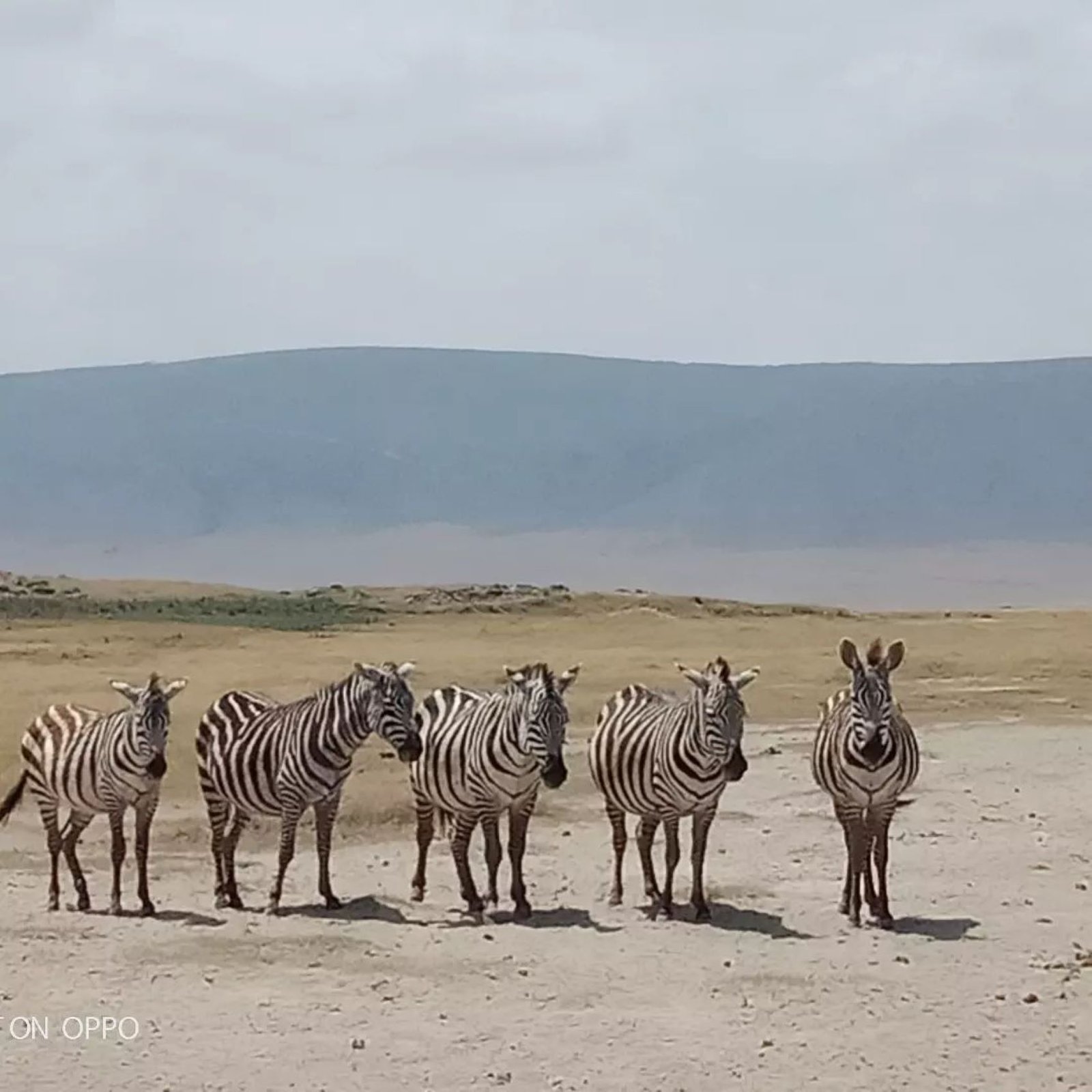 Martial Adventure Safari