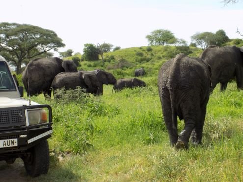 Martial Adventure Safari