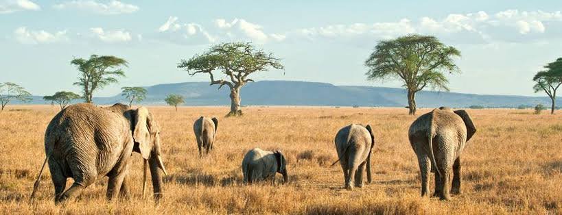 kimgoni Tanzania safaris