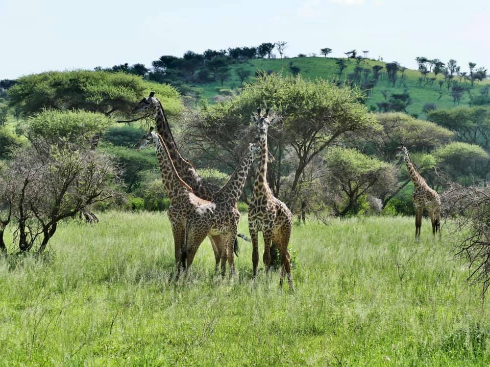 kimgoni Tanzania safaris