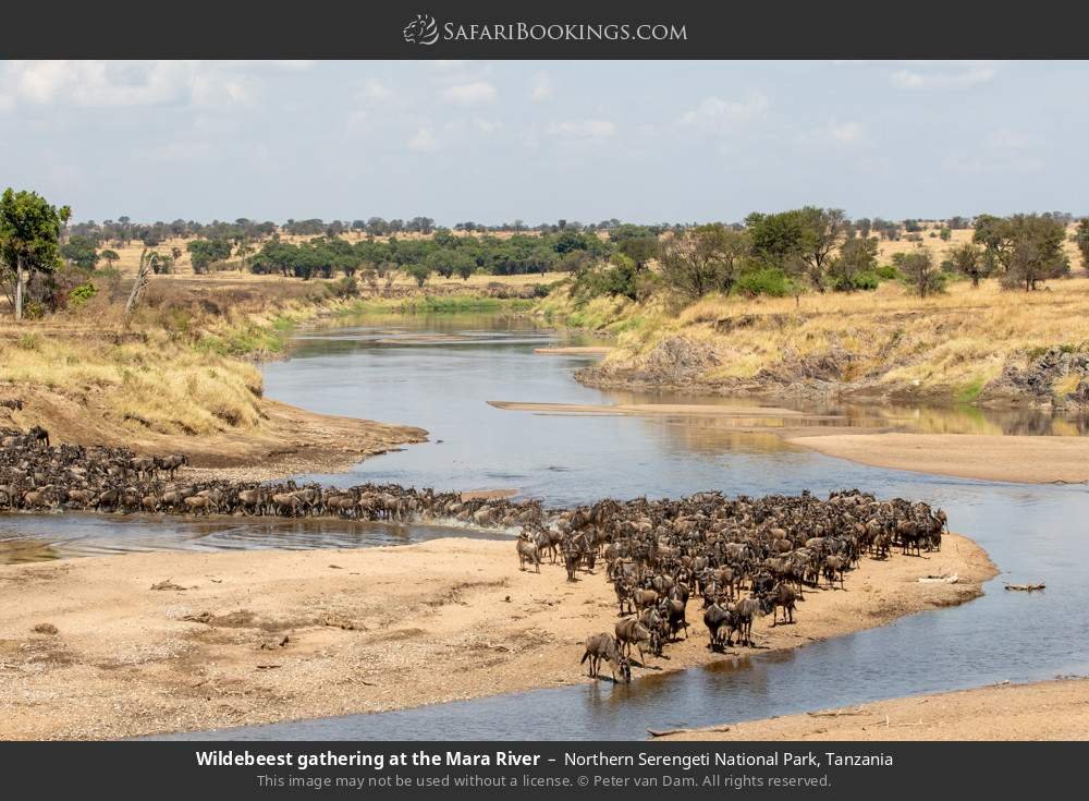 kimgoni Tanzania safaris