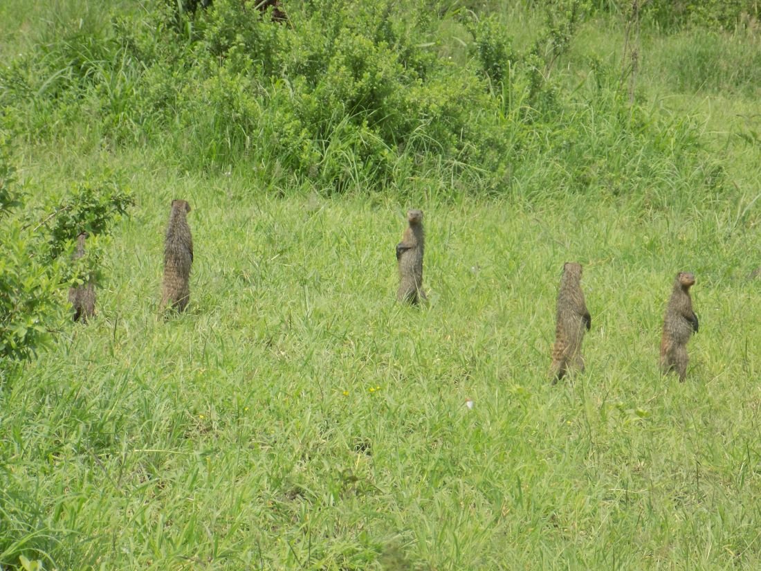 Martial Adventure Safari