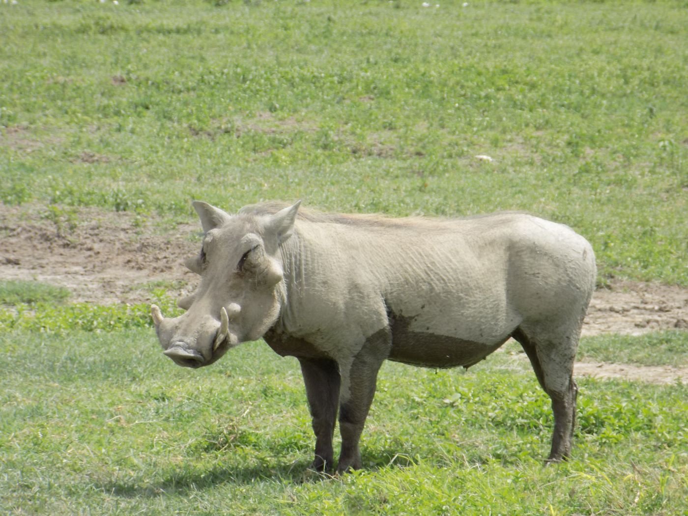 Martial Adventure Safari