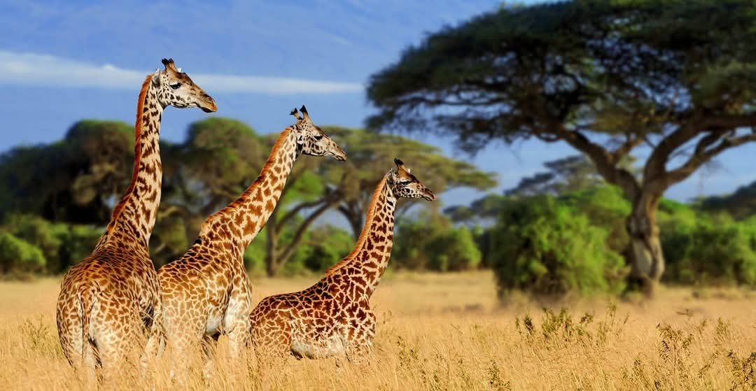 Safari Vendors
