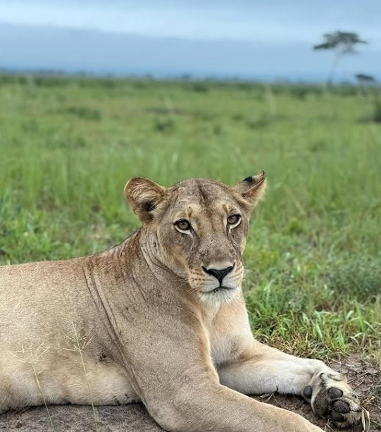 Uwanda Tours And Safaris