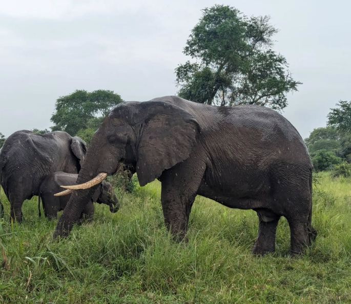 Uwanda Tours And Safaris
