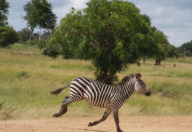Uwanda Tours And Safaris