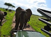 Alfamale tours & Safaris