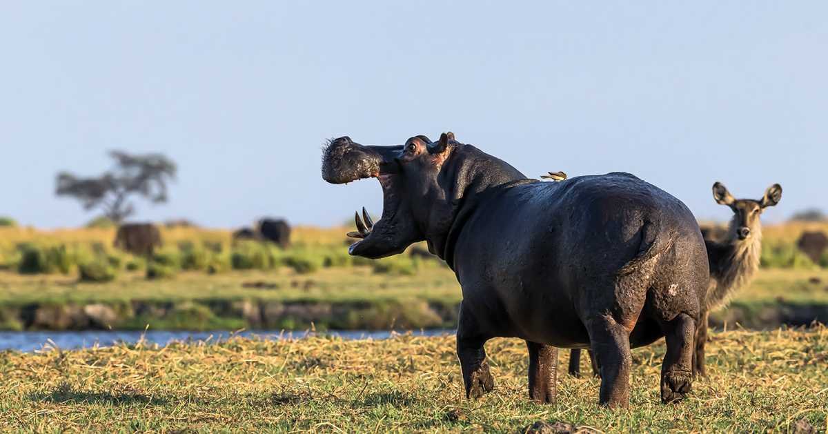 Alfamale tours & Safaris