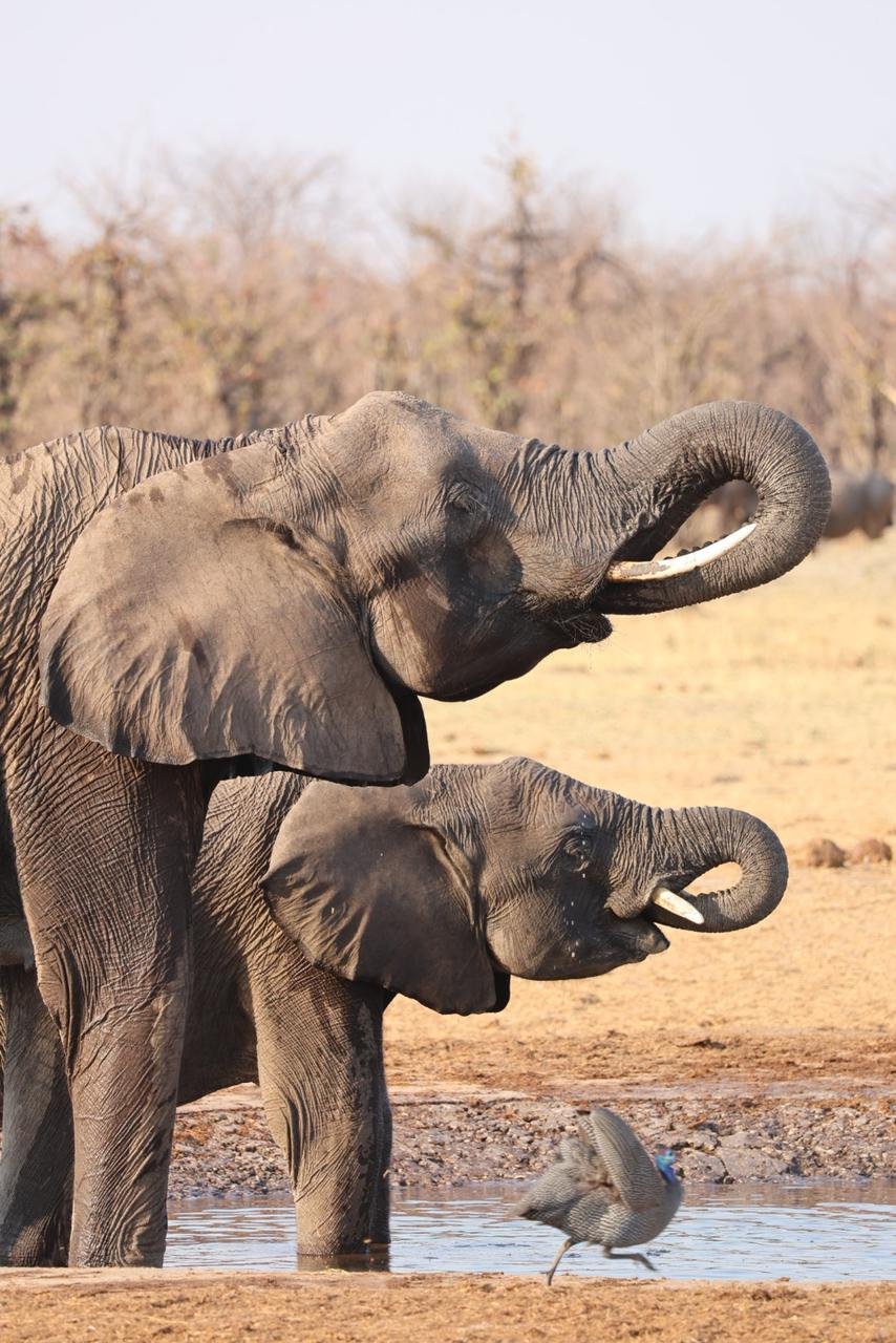 Bush Rover Safaris
