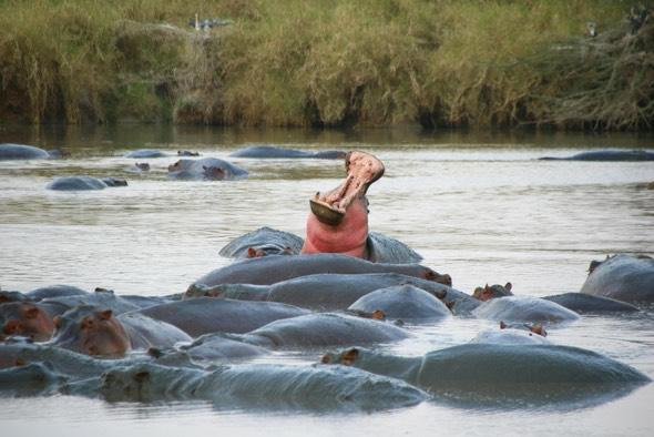 Safari Vendors