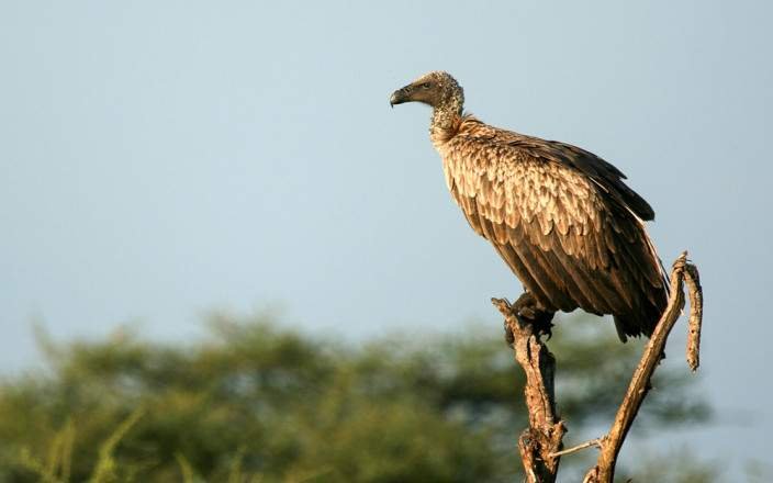 Kiliclimb Africa Safaris