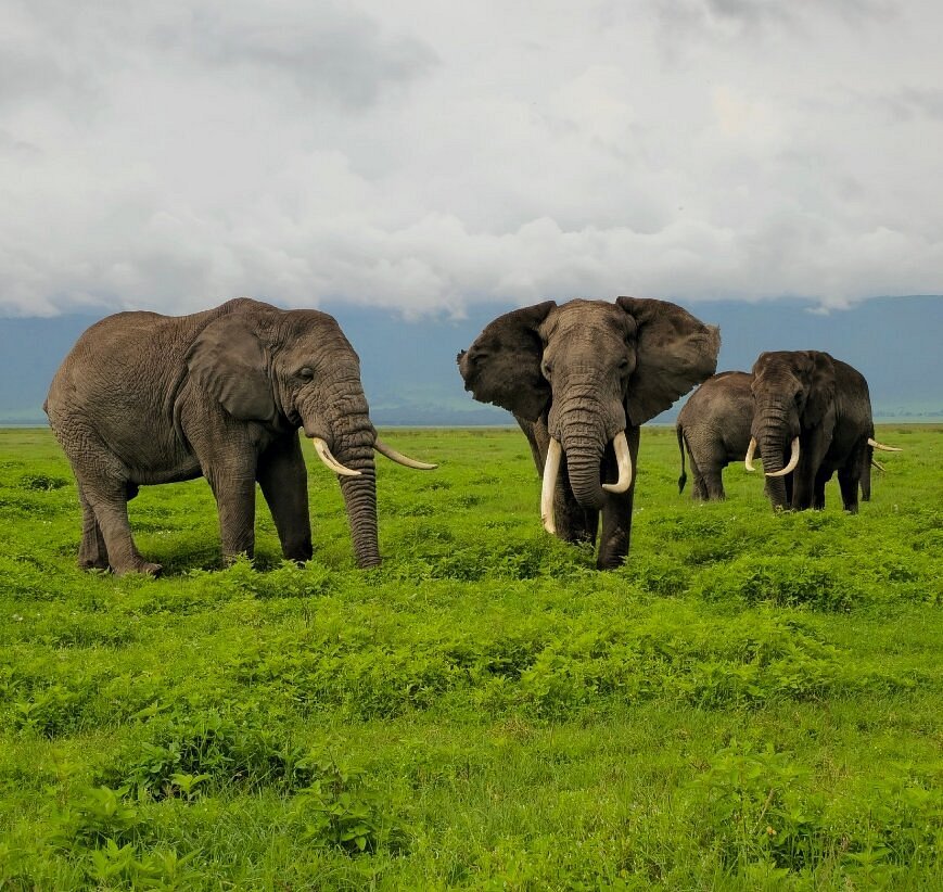 Kiliclimb Africa Safaris