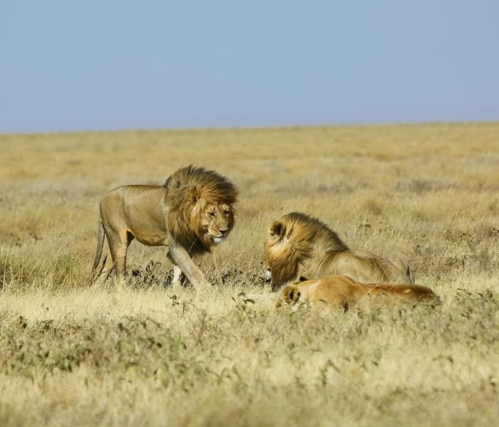 Kiliclimb Africa Safaris