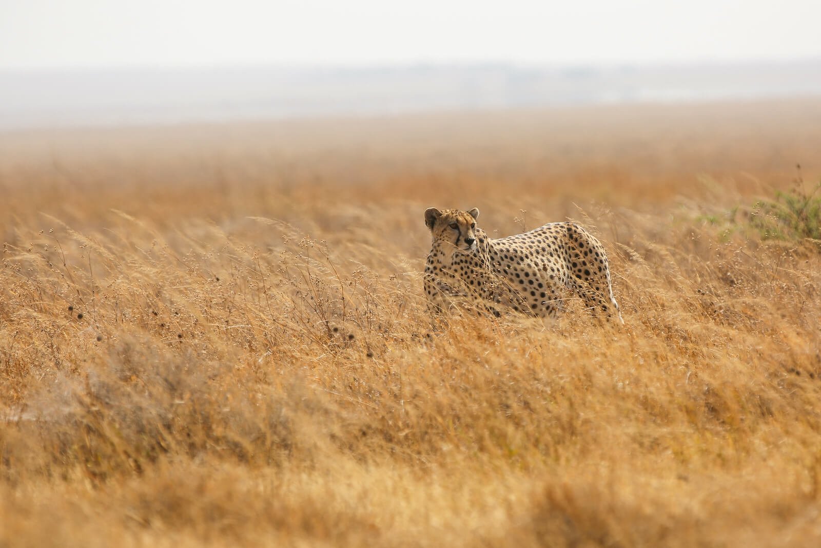 Kiliclimb Africa Safaris