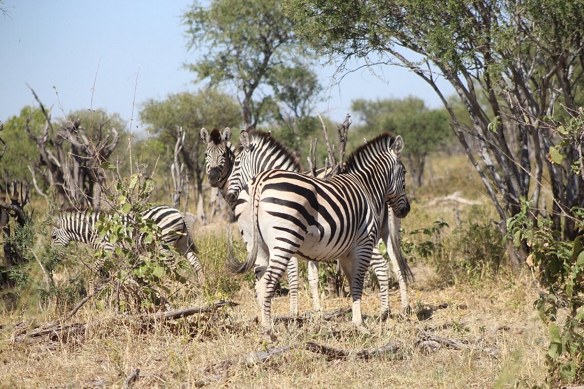 Bush Rover Safaris