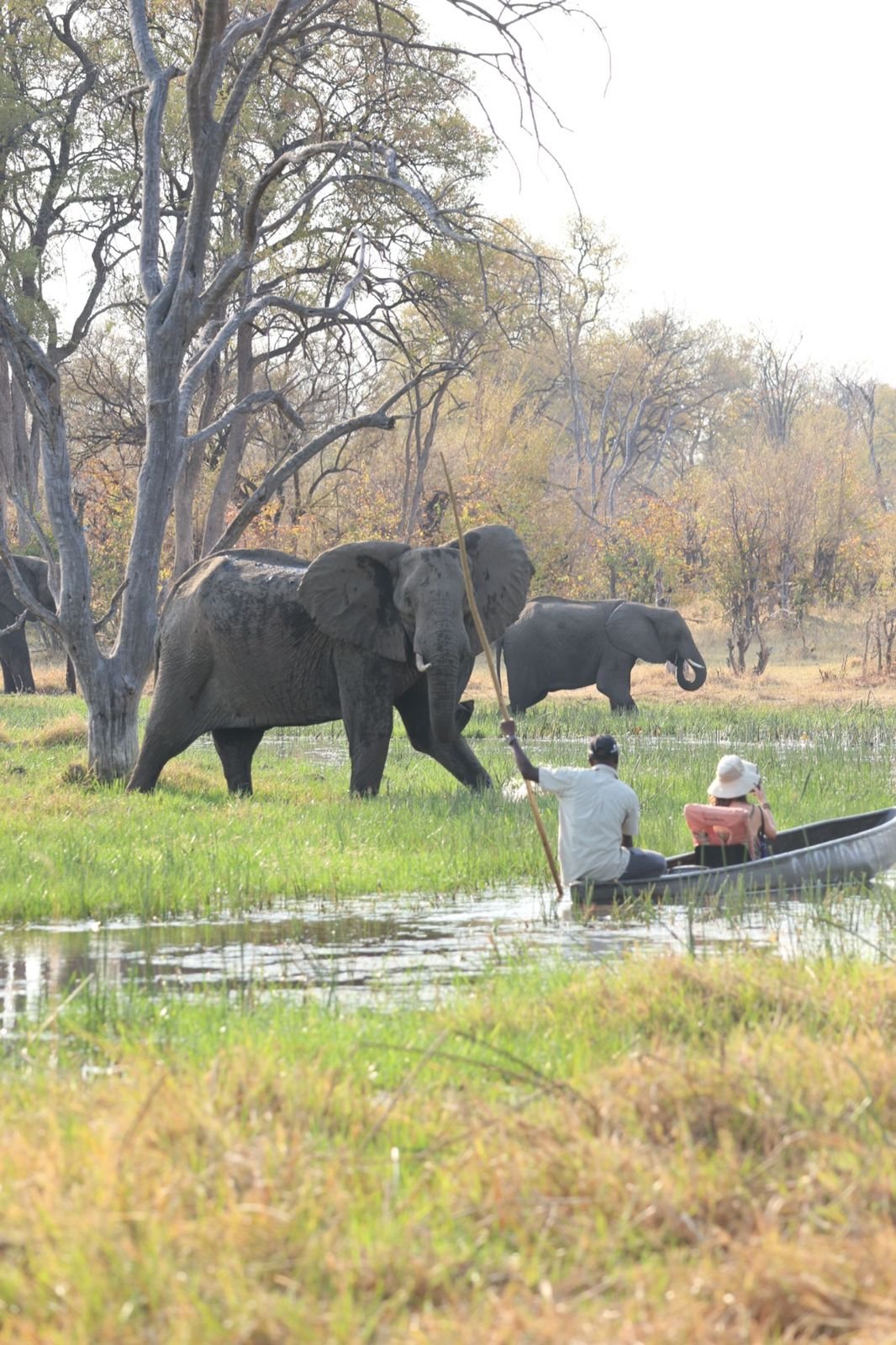 Safari Vendors
