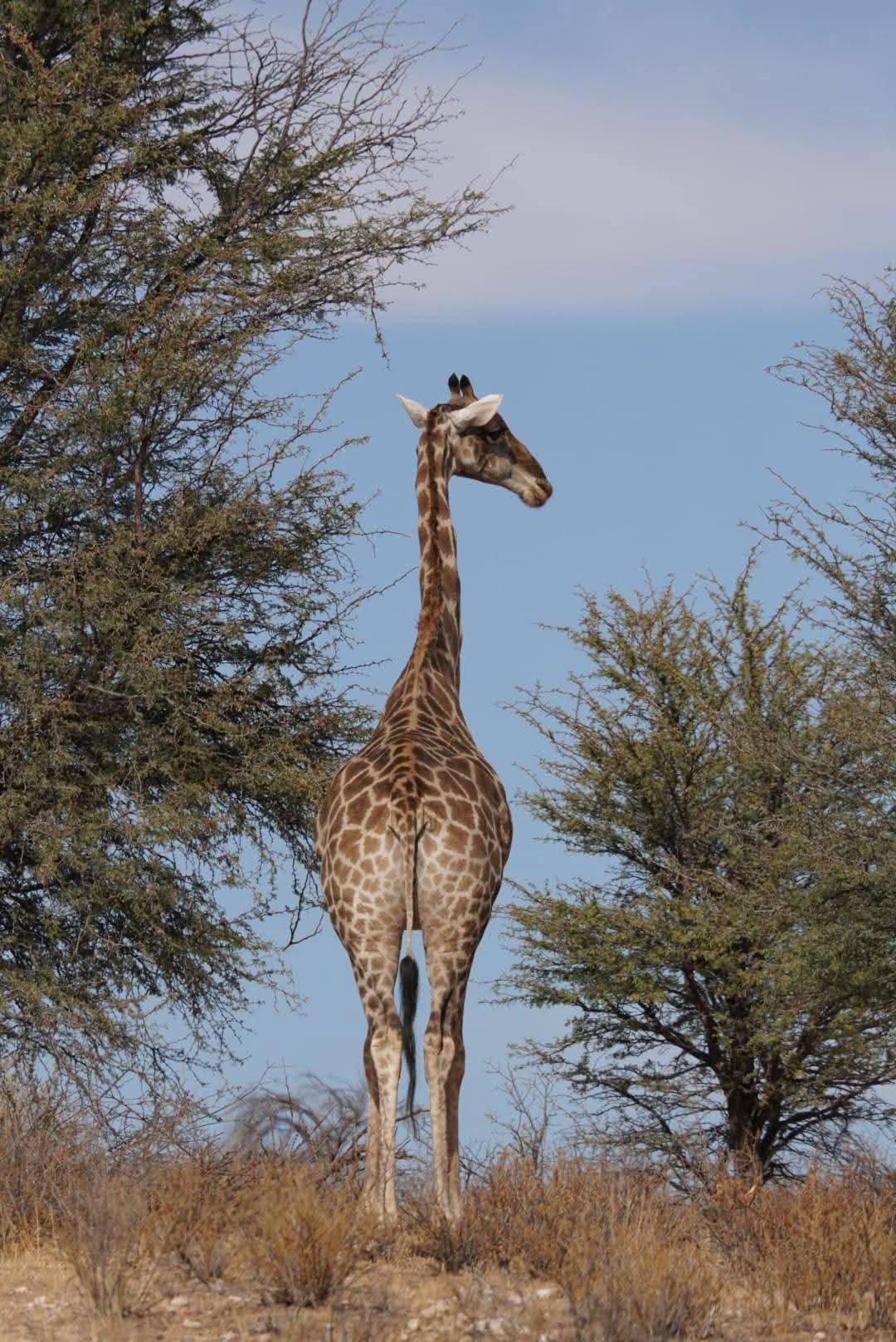 Bush Rover Safaris