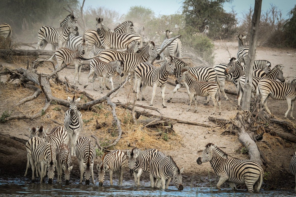 Safari Vendors