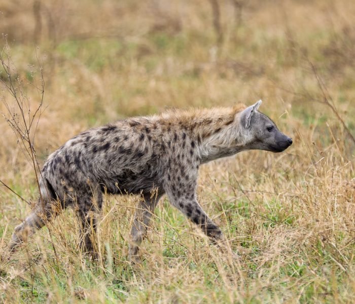 Kiliclimb Africa Safaris