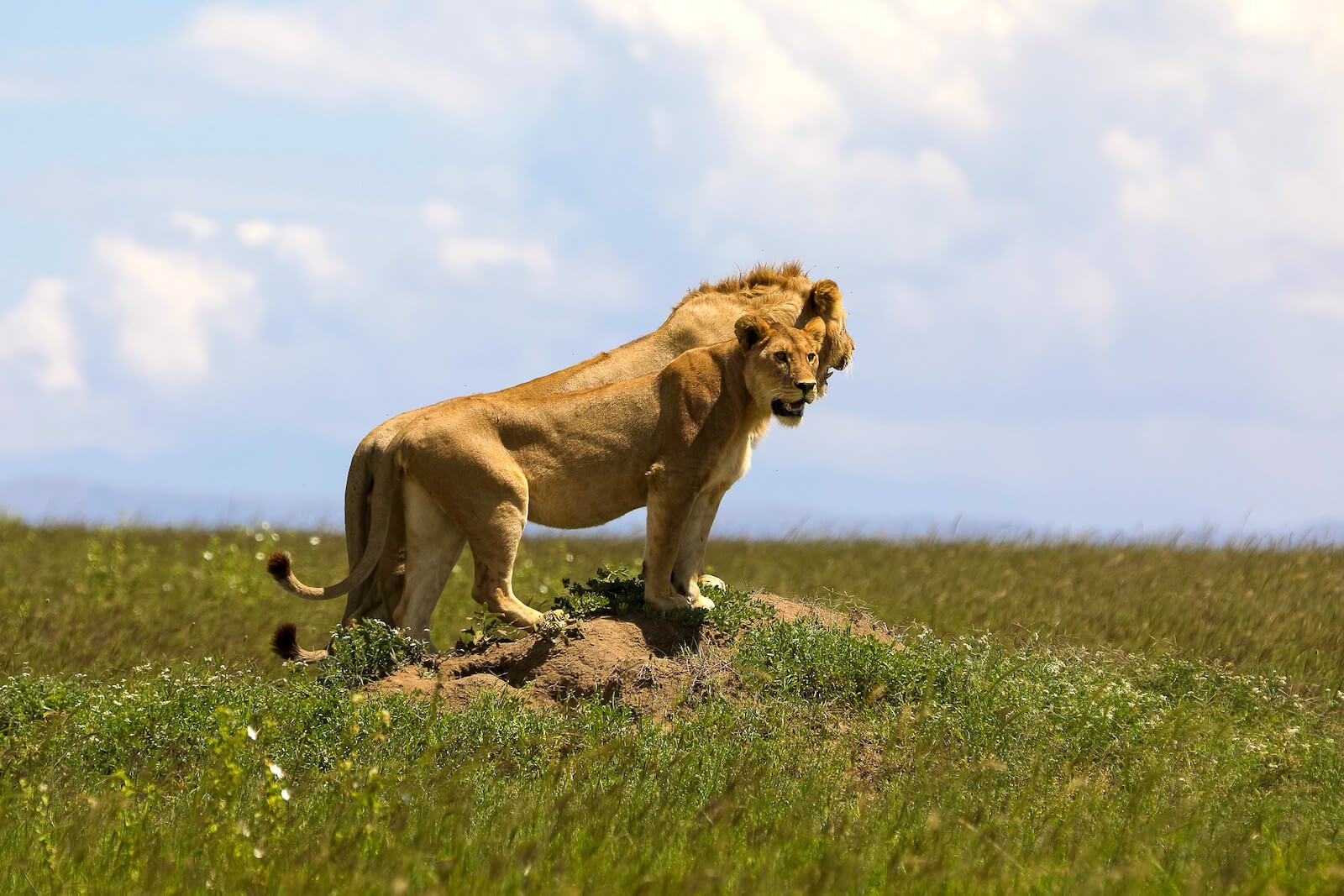 Kiliclimb Africa Safaris