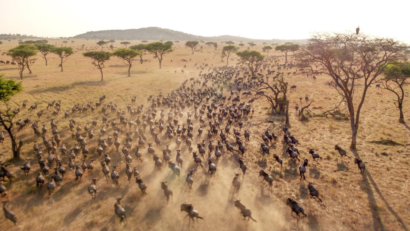 Toto Tembo Safaris