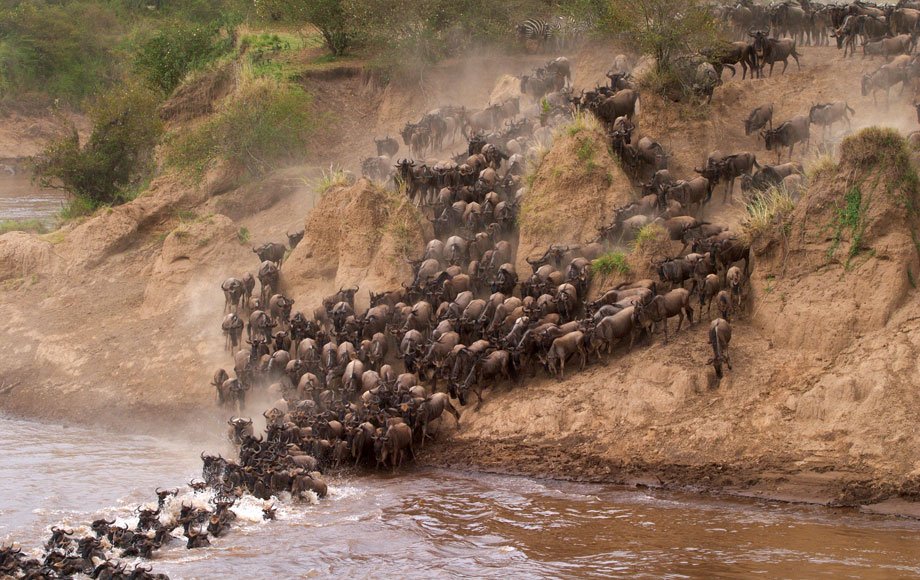 Toto Tembo Safaris