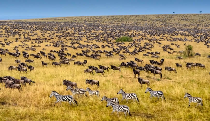 Toto Tembo Safaris