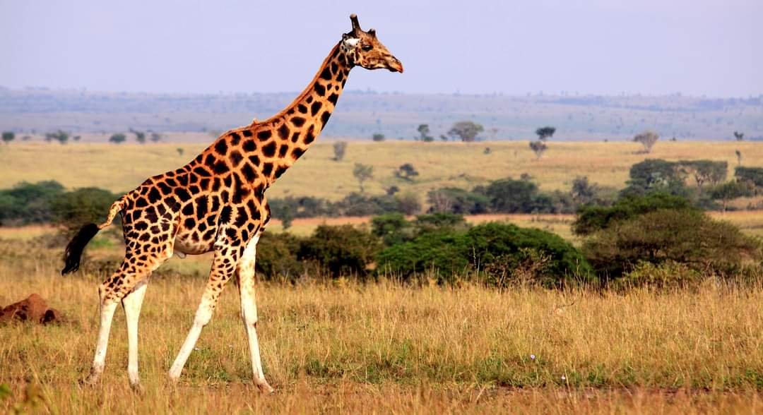 Kiliclimb Africa Safaris