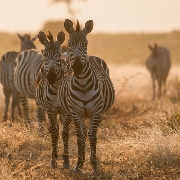 Kiliclimb Africa Safaris