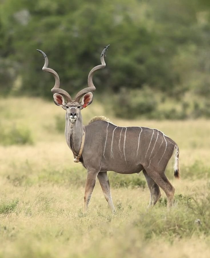 Alfamale tours & Safaris