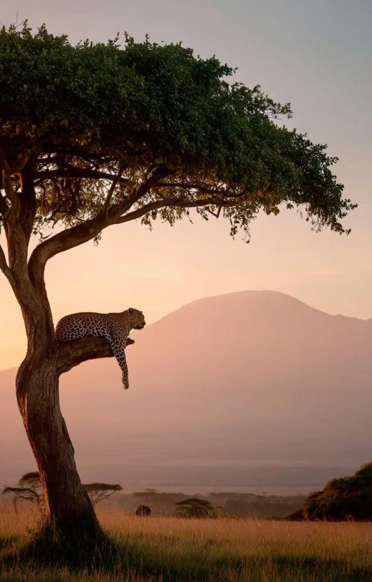 Alfamale tours & Safaris