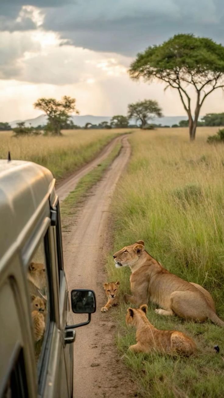 Alfamale tours & Safaris