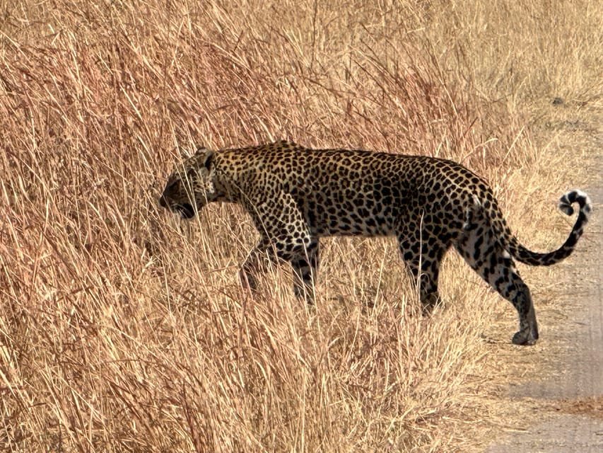 Bush Rover Safaris