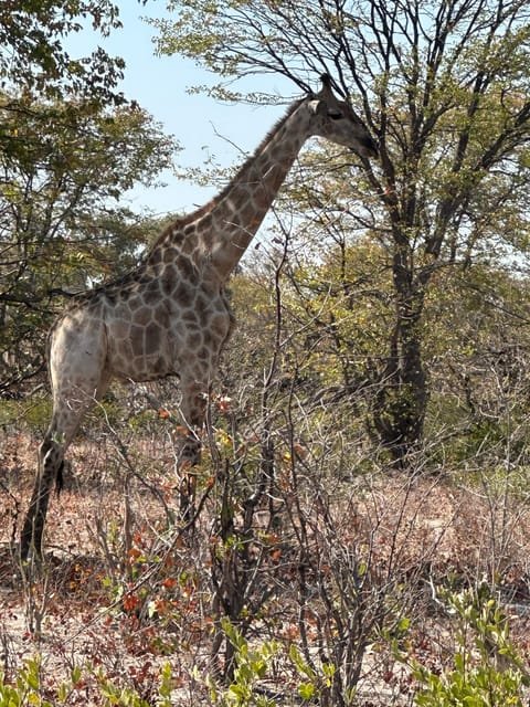 Bush Rover Safaris