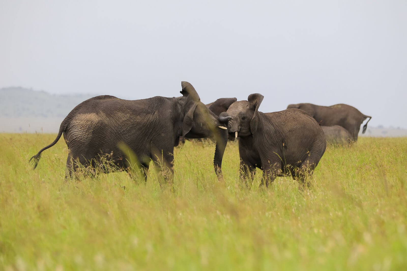 Kiliclimb Africa Safaris