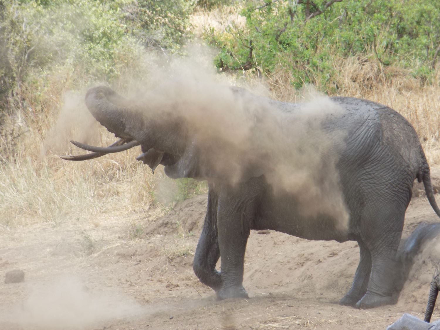 Martial Adventure Safari