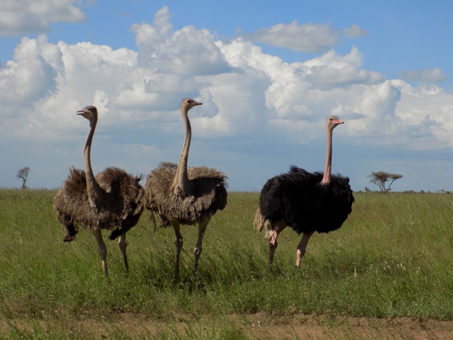 Martial Adventure Safari