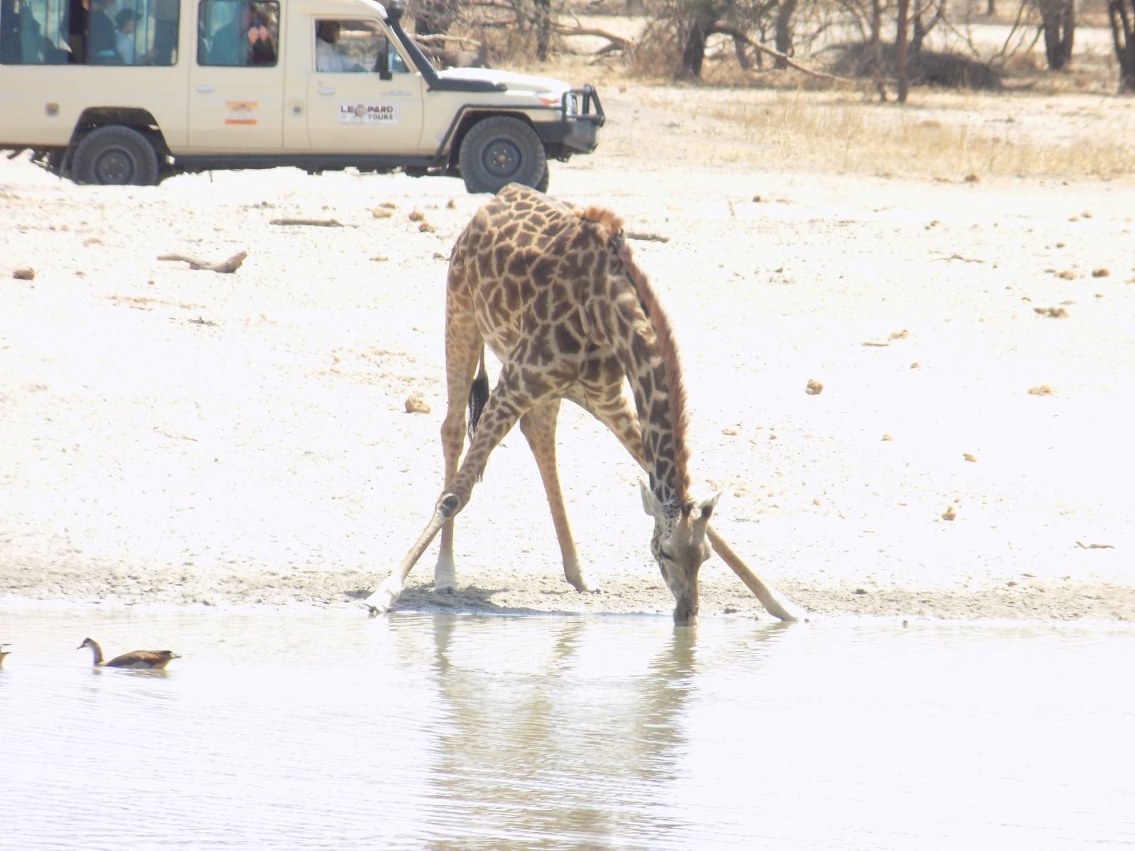 Martial Adventure Safari