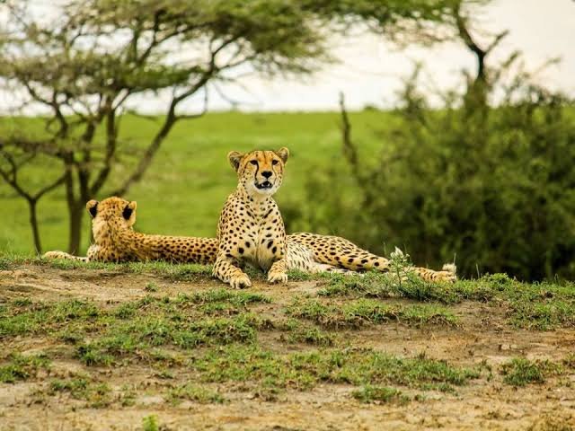 Safari Vendors