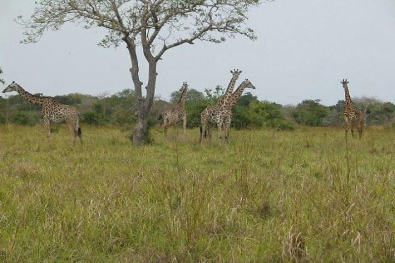 Livan Holidays Tours & Safaris
