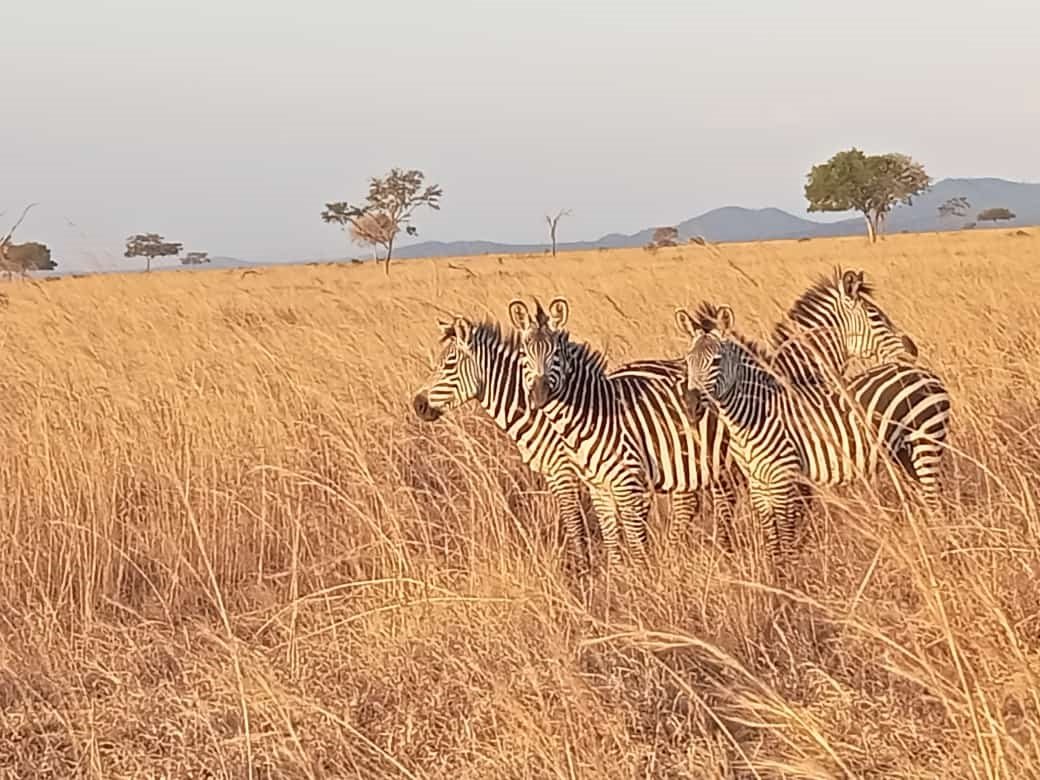 Livan Holidays Tours & Safaris