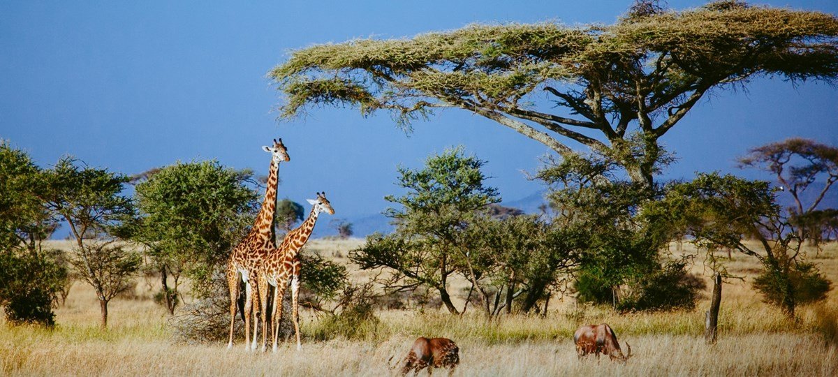 Kiliclimb Africa Safaris