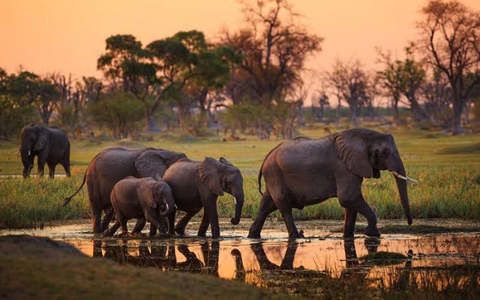 Safari Vendors