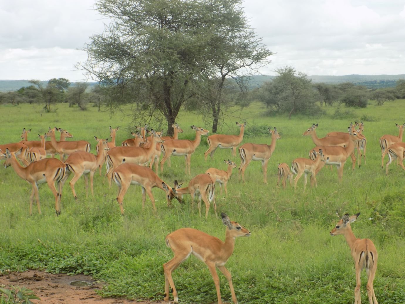 Martial Adventure Safari