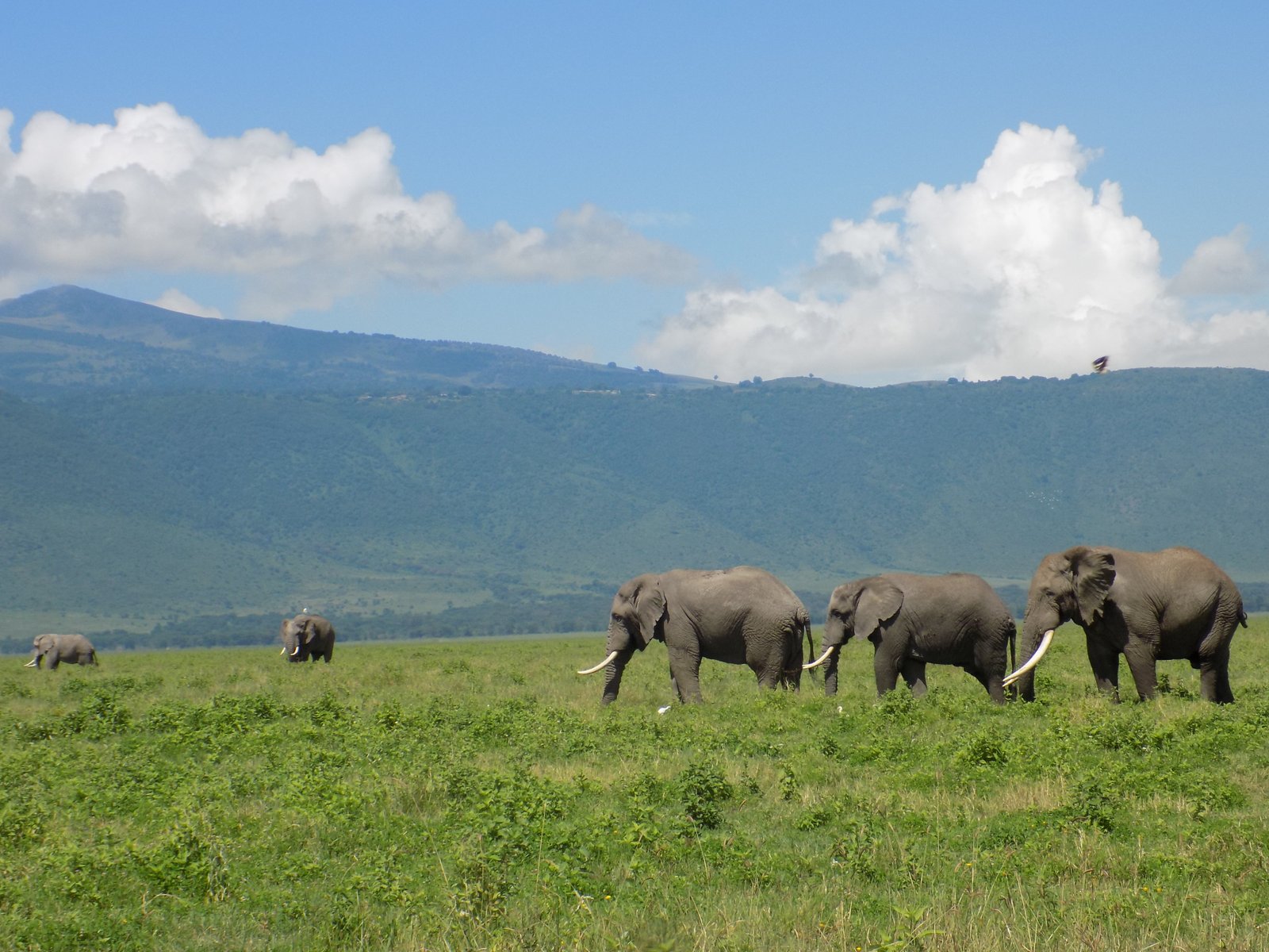 Martial Adventure Safari