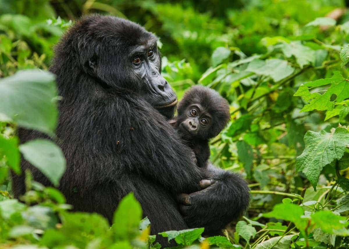 Africa Adventure Vacations