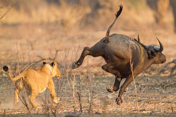 Africa Adventure Vacations