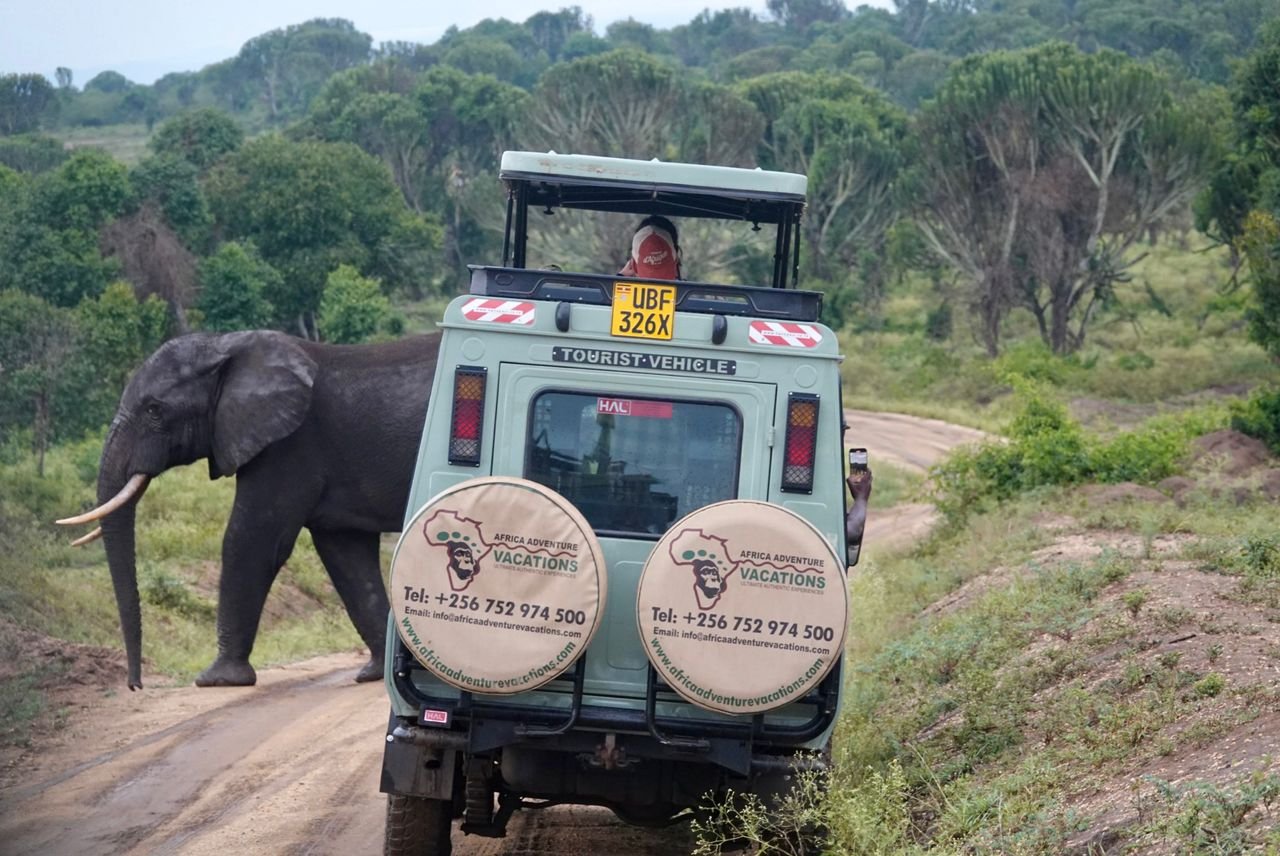 Safari Vendors