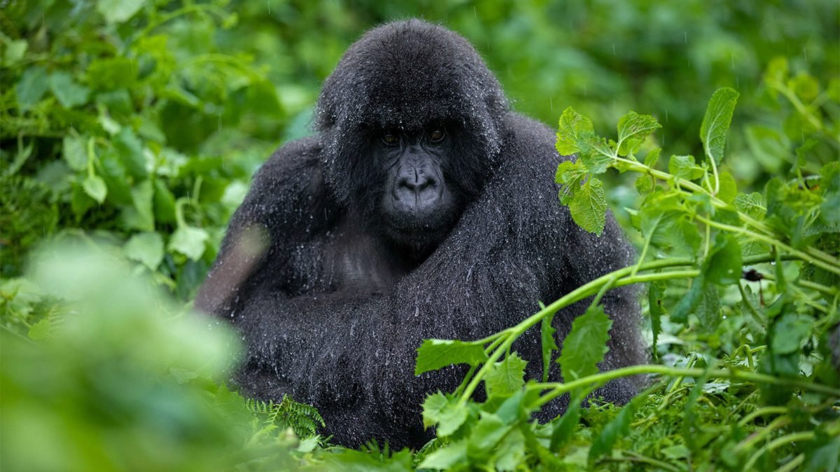 WORLD BLOSSOM SAFARIS Uganda